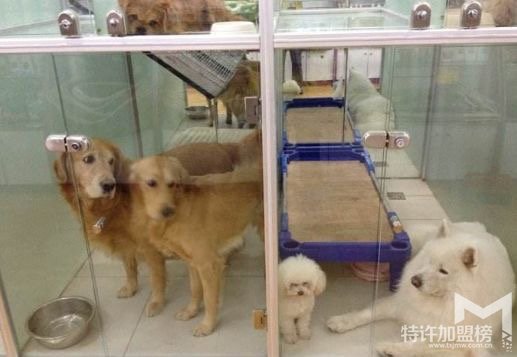 真實開店加盟故事三 夫妻創業另類寵物店加盟
