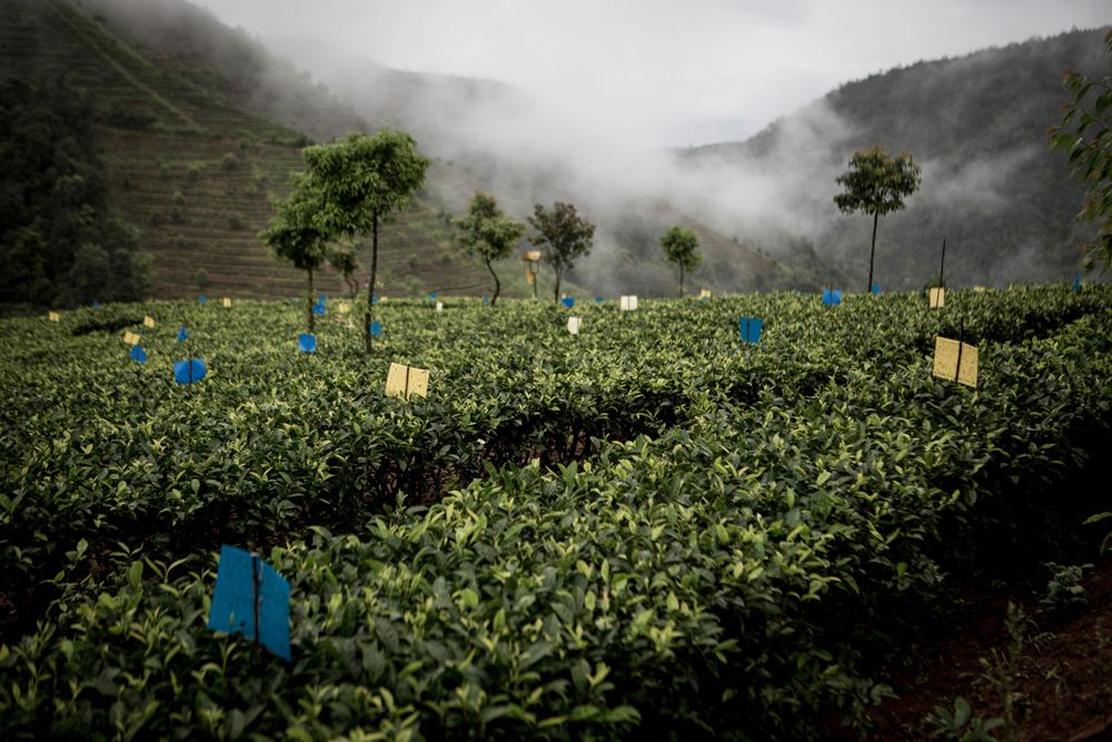 茶葉特許經營方案,執行細節詳細做法