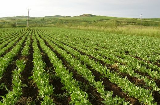 2019優選農業致富創業好項目 同津堂中藥材種植前景無限