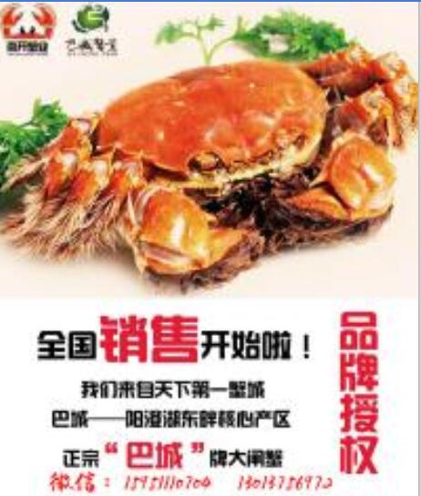 巴城牌陽澄湖大閘蟹