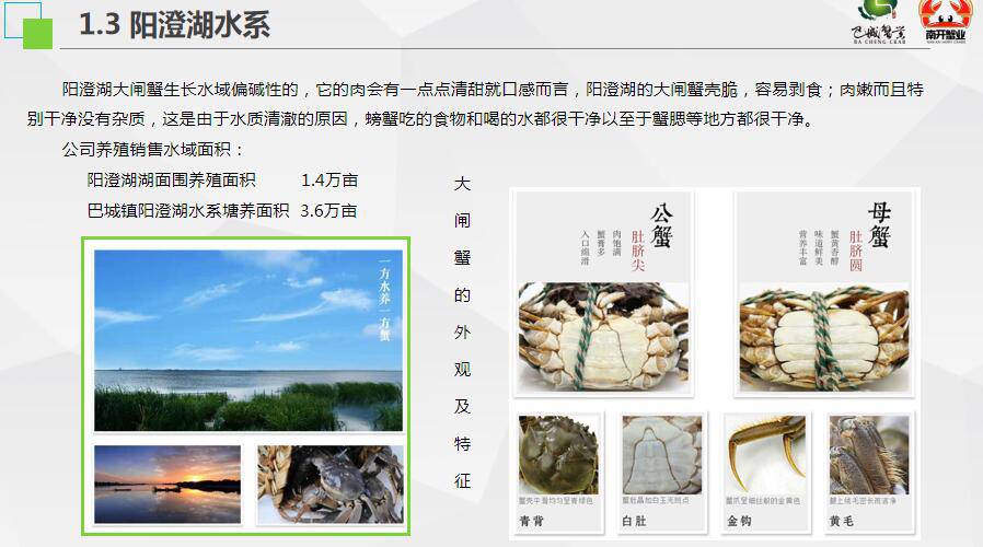 陽澄湖大閘蟹招商加盟省市縣級代理批發價格