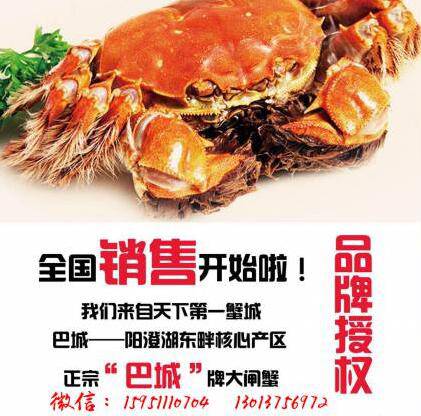 陽澄湖大閘蟹招商加盟省市縣級代理批發價格