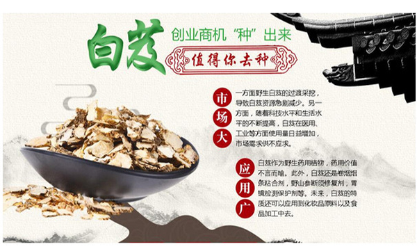 奇靈圣草白芨