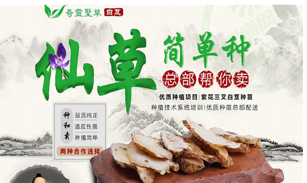 奇靈圣草白芨加盟優勢