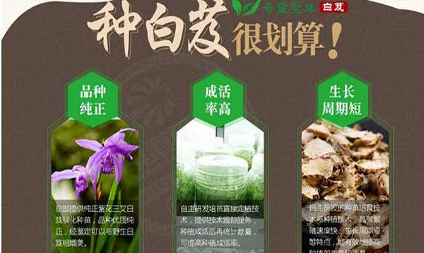 奇靈圣草白芨加盟條件