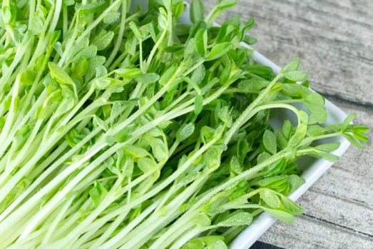 菜智康芽苗菜種植