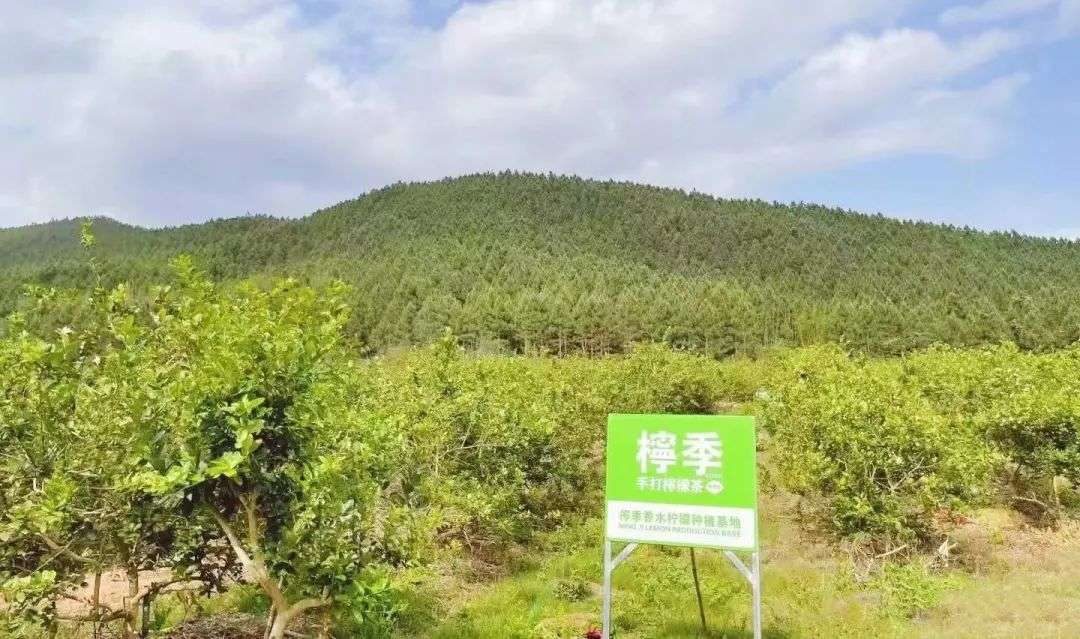 檸檬茶打響突圍戰：一品牌被字節跳動投資，4個月開店150+