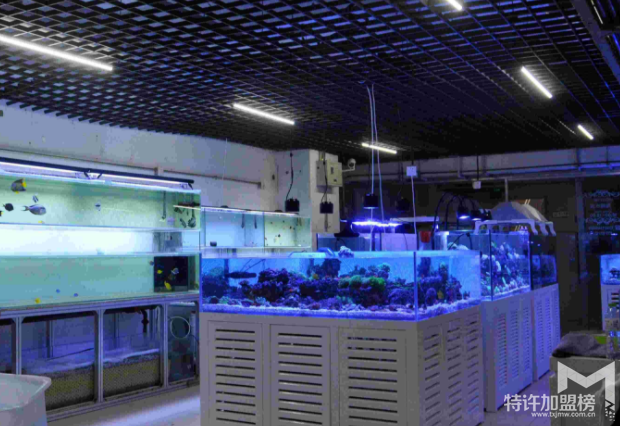 加盟水族店注意事項(xiàng) 怎樣加盟水族店
