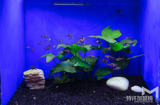 加盟水族店注意事項(xiàng) 怎樣加盟水族店