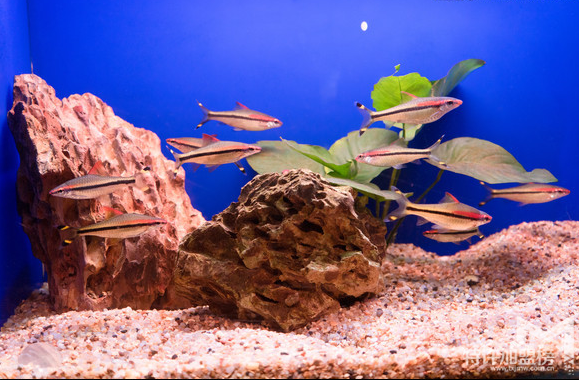 水族店加盟排行 水族店加盟哪個(gè)牌子好