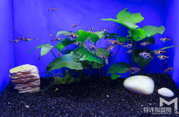 水族店加盟排行 水族店加盟哪個(gè)牌子好