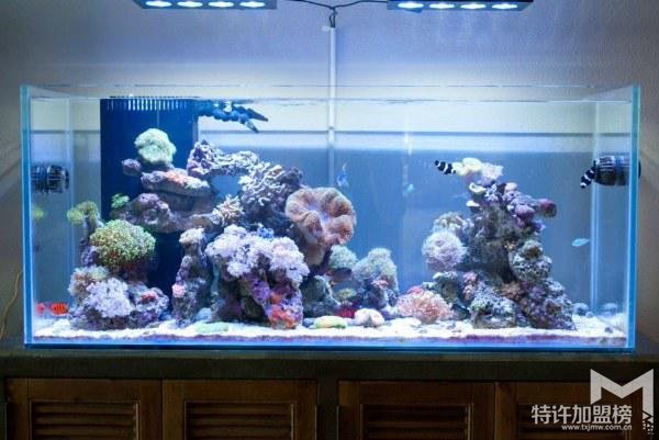 水族店加盟排行 水族店加盟哪個(gè)牌子好