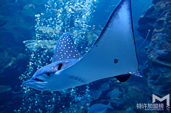 水族店利潤(rùn)有多大 水族店加盟需要多少錢