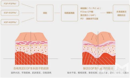 是時候公開芮思琳ROSTHERNE童顏水的美肌秘密